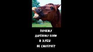 Почему дарёному коню в зубы не смотрят? | Продолжение смотреть в другом формате по таймингу #shorts