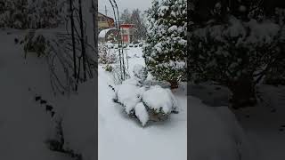 НЕОЖИДАННО ВЫПАЛ СНЕГ 🤷🌨️