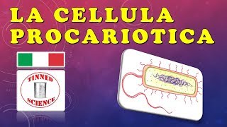 La Cellula Procariotica - Batteri (Italiano)