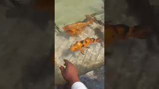 ❤️🐠Gold Fish 😍#shots #trending #viral #youtubeshorts