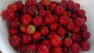 Rotina do Lar | Colhi Acerola P/Patrão do Meu Esposo @quesiavalentim #donadecasa #vidareal