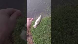 Bass Fishing Catch POV | Small Pond Top Water #shorts #bassfishing #fishing