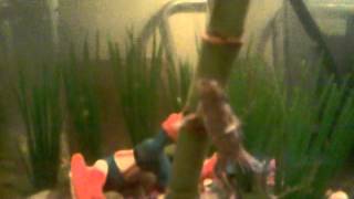 DWARF FROG, BETTA FISH & SNAIL! Friends for ever