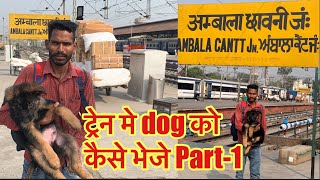 How to delivered dog by Train #dogs #dogdelivery //7988570530