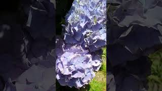 Beautiful blue hydrangea flowers.