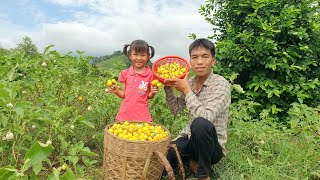 Harvest eggplants and squash to sell at the market | Triệu Văn Tính