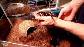 Acanthoscurria geniculata Handling Video