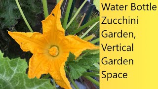 (Video 86) How I Grow Zucchini/Squash In Small Spaces | Water Bottle, Attractive Vertical Garden