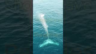 "Shocking Discovery: 100+ Blue Whales Found in Pakistan’s Waters!