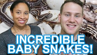 BABY SNAKES ARE HATCHING!