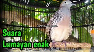 pancingan perkutut lokal lumayan gacor enak