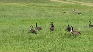 Flocks of Geese Along Our Walk