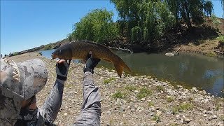 Carp Fishing Australia: Fly Fishing