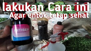 Cara merawat entok agar sehat || cegah virus dan bakteri