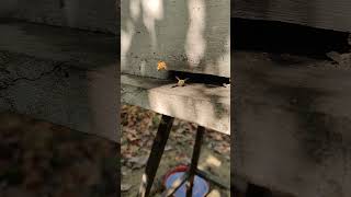 Slow motion camera recording of bee activity #apismellifera #honeybee