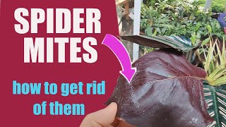 How to remove spider mites - spider mites on plant - kill spider mites - plant pests