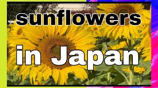 #SUNFLOWERS IN JAPAN