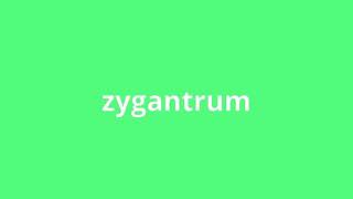 what is the meaning of zygantrum