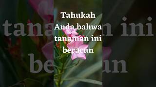 Oleander tanaman cantik ini menduduki sebagai tanaman paling mematikan di dunia.#shorts #oleander