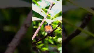 Blue Flycatcher...First time I have captured the bird it's an beautiful experience #birds#flycatcher