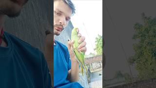 Parrot talking morning 🌄 taime  S Anant vlogs