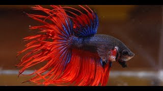 tiger fish tiger fish betta fish