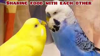 Budgies Being Cute: Sharing Food and Their Special Bond! #birds  #viral #parakeet #parrot #shorts