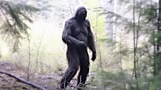 THIS IS THE CLEAREST FEMALE BIGFOOT EVER CAPTURED ON A TRAIL CAM!!