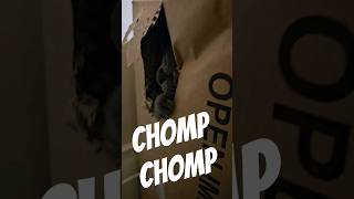 Funny cat with fangs obsessed with attacking cardboard box #chompchomp #funnycat #catshorts #cats