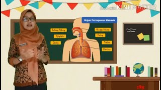 Video pembelajaran kelas 5 tema 2 materi Organ Pernapasan Manusia