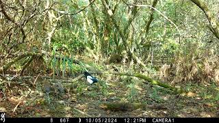 IMG 0052 Two j's Field Wildlife Camera Shots Set In magic Cornwall.