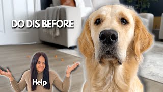 Leaving Golden Retriever Home Alone - Do This First