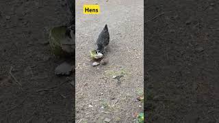 #chickens Квочка годує курчат кавуном