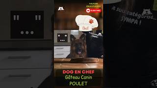 🐕🍗 Gâteau au POULET pour CHIEN dispo ! #bergerallemand #recettefacile #chienheureux #tuto #chiens