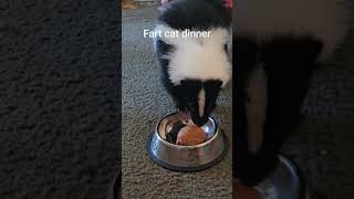 Fart cat dinner #skunks #wildlife #cat #cats #kitten #animalrescue #exoticsfarm #exotic #petlover