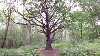 Joydens Wood, Kent, England