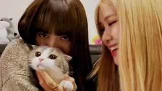 [ALL SUB] BLACKPINK LISA & ROSÉ VLIVE 2019.11.29