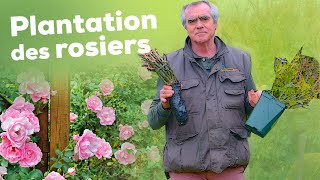 Comment planter les rosiers ? En pot ou en racines nues, les étapes pour réussir la plantation !