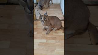 Каракал Шаня , пышная булочка. #caracal #servalcats #каракал #cat #serval #сервал #wildcats