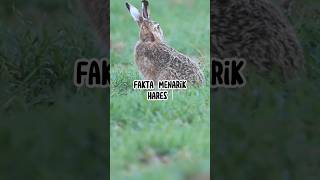 Fakta Menarik Hares #animals #faktaunik #hewan #infoanimals #infohewan