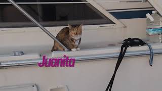 Juanita The Sunset kitty!