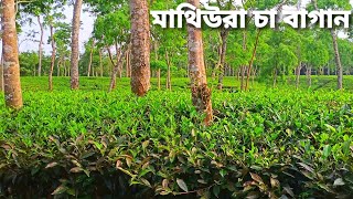 মাথিউরা চা বাগান🌱🌱|| রাজনগর উপজেলা|| মৌলভীবাজার|| Mathiura Tea Estate|| Rajnagar|| Moulvibazar