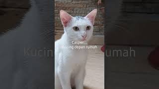 casper, kucing depan rumah