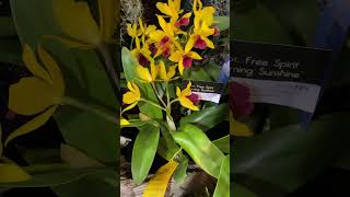 ✅Exposición de Orquídeas🌺🌼🌸#shorts#orchids#beautiful #flowers#orchidshow#viralvideo