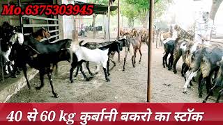 #qurbanicollection / 40से60 kg कुर्बानी बकरो का स्टॉक / available for sell / only-330 / 6375303945