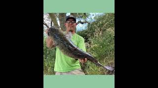 Spillway Fishing a Berkeley big game rod vs. Flathead catfish #shorts