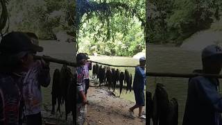 Punya Orang 😄. #mancing #fishing #mancingmania #ikan #baungbesar #shorts #subscribe