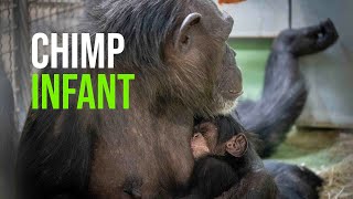 The Baby Chimpanzee Born at BIOPARC Valencia Is One Week Old