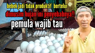 bebek jadi tidak produktif bertelur dimusim hujan ini penyebabnya!!pemula wajib tau