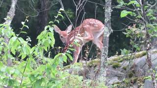 Two Fawns At The Top Of The Cliff